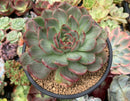 Echeveria Agavoides 'Chris Boney' Variegated Large Specimen 6" Succulent Plant
