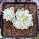 Echeveria 'Margaret' Variegated 2" Succulent Plant