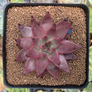 Echeveria Agavoides 'Sirus' 3" Succulent Plant