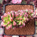 Sedum 'Lucidum Obesum' Crested 3" Succulent Plant