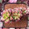 Sedum 'Lucidum Obesum' Crested 3" Succulent Plant
