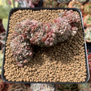 Echeveria 'Tuxpan' Crested 3" Succulent Plant