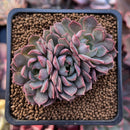 Echeveria 'Pink Stella' 2" Cluster Succulent Plant