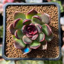 Echeveria 'Fushike' 1" Succulent Plant