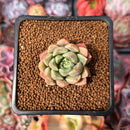 Echeveria 'Neoran' 1" Succulent Plant