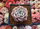 Echeveria 'Pink Spot' 2" Succulent Plant