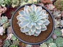 Echeveria 'Subsessilis' Variegated 3"-4" Succulent Plant