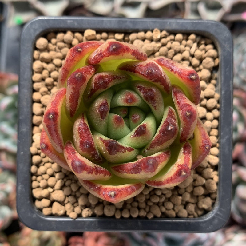 Echeveria Agavoides 'Lipstick' 2" Succulent Plant True Succulents