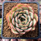 Echeveria 'Arti' 1"-2" New Hybrid Succulent Plant
