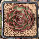 Echeveria Agavoides 'Polar Rose' 2"-3" Succulent Plant