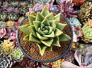 Echeveria Agavoides 'Maria' 4" Succulent Plant