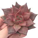 Echeveria Agavoides 'Red Ebony' 3” Succulent Plant