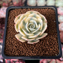 Echeveria 'Compton Carousel' 1" Succulent Plant