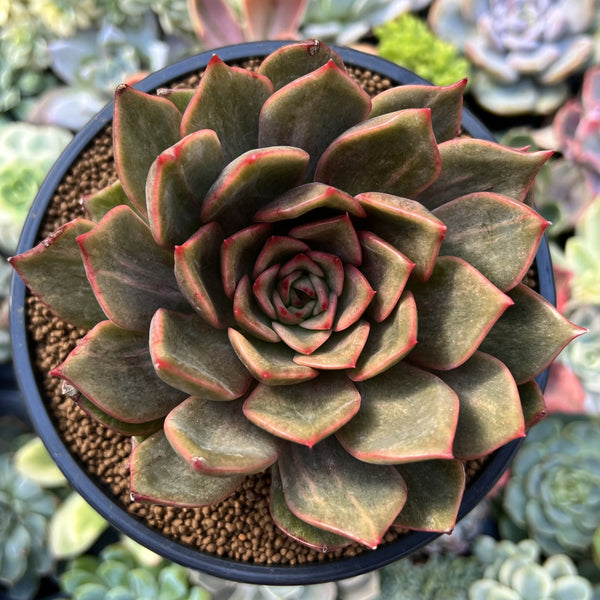 Echeveria Agavoides 'Miella' Lightly Variegated 4"-5" Succulent Plant