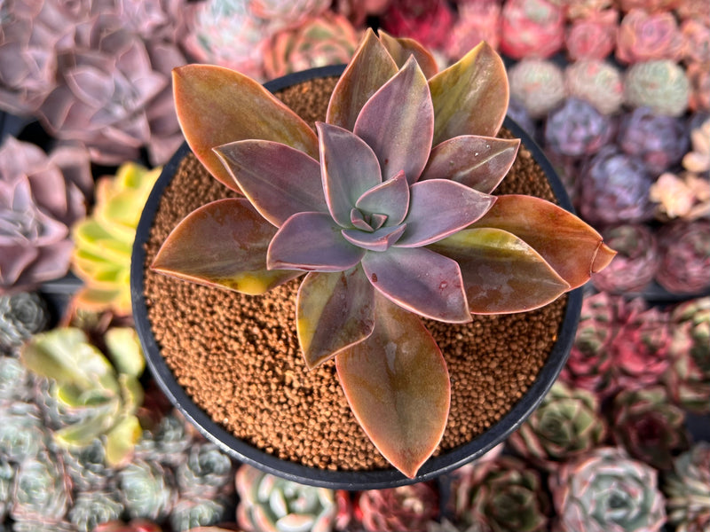 fred ives succulent for sale Graptoveria 'Fred Ives' Variegated 3