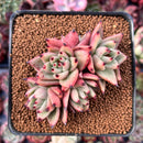 Echeveria Agavoides 'Mara' Selected Clone 3" Cluster Succulent Plant