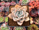 Echeveria 'La Bamba' 3" Succulent Plant