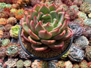 Echeveria Agavoides 'Shallot' 5"-6" Large Succulent Plant
