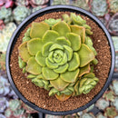 Aeonium 'Lily Pad' 4"-5" Cluster Succulent Plant