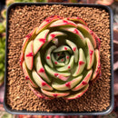 Echeveria Agavoides 'Salu' 3" Succulent Plant