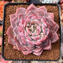 Echeveria 'Amazing Grace' 3" Succulent Plant