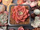 Echeveria 'Papal Rose' 2" Succulent Plant