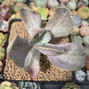 Pachyveria 'Jocelyns Joy' Variegated 3" Succulent Plant