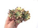 Echeveria 'Minibelle' Variegated Cluster 5" Succulent Plant