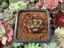 Echeveria 'Black Marvel' 1" Succulent Plant