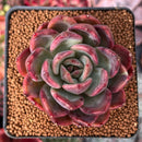 Echeveria Agavoides 'La Vie en Rose' 3" Succulent Plant
