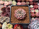 Echeveria Hybrid sp. 1" Succulent Plant