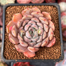 Echeveria 'Zaragoza' Hybrid 2" Succulent Plant