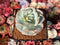 Echeveria 'Mont Blanc' 3" Powdery Succulent Plant