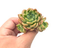 Echeveria 'Dentra' Cluster 2" Rare Succulent Plant