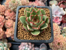 Echeveria Agavoides 'Cass' 2" Succulent Plant