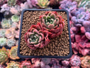 Echeveria sp. 3"-4" Succulent Plant