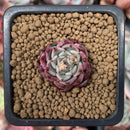 Echeveria 'Sarahime' 1/2" Small Seedling Succulent Plant