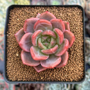 Echeveria 'Sharman' 2" Succulent Plant