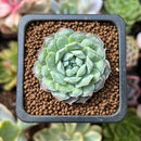 Echeveria 'Hearts Choice' 1" Succulent Plant
