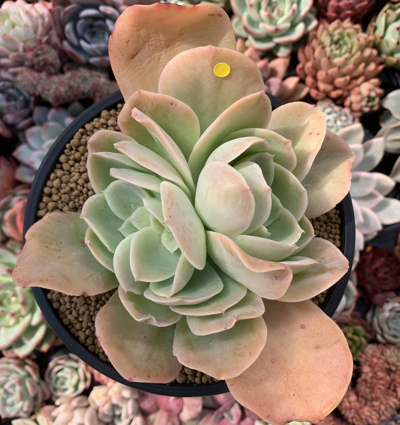 Echeveria 'Pastel' 5