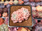 Echeveria 'Pink Spot' 2" Cluster Succulent Plant