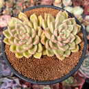 Echeveria 'Arje' 3" Cluster Succulent Plant