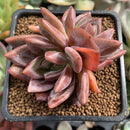Echeveria Agavoides 'Baekya' 2" Succulent Plant