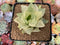 Haworthia 'Retusa' Variegated 3" Succulent Plant