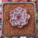 Echeveria 'Honky' 1" Succulent Plant
