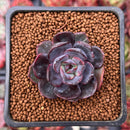 Echeveria 'Black Tan' 1" Succulent Plant