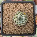Echeveria 'Blackthorn' 1" Succulent Plant