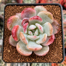 Echeveria 'Monroe' Hybrid 2" Succulent Plant