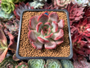 Echeveria 'Glam Pink 1"-2" Succulent Plant