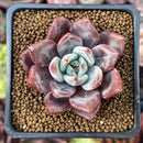 Echeveria 'Purple Champaign' 2" Succulent Plant